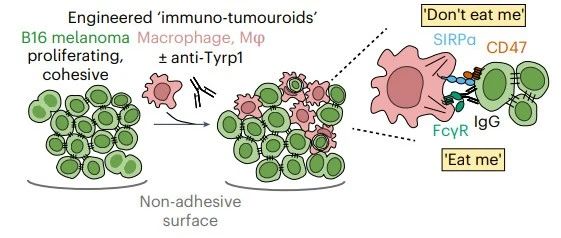 Nature Biomedical Engineering --利用白细胞“吃掉”实体瘤