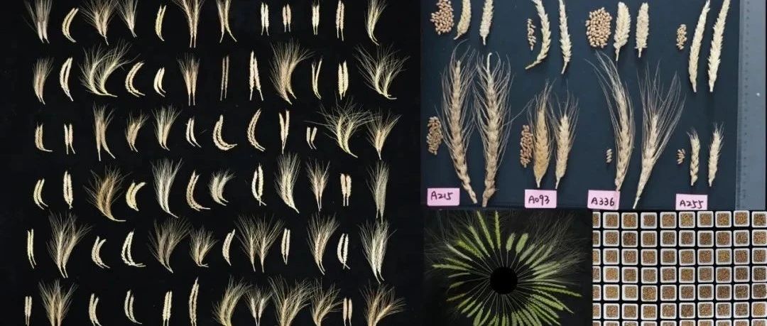 Nature | 李家洋，邓兴旺，钱前院士等点评， 基因组所程时锋团队解码全球百年种质多样性 助力小麦精准设计育种