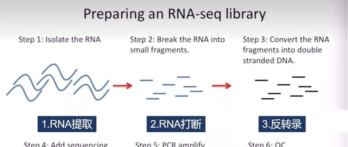 RNAseq数据分析中count、FPKM和TPM之间的转换