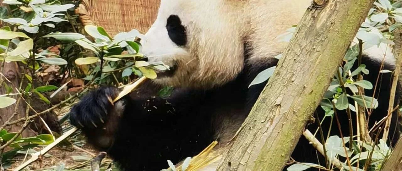 什么是最棒的绘图设计工具？（附《解构领域驱动设计》插图下载）