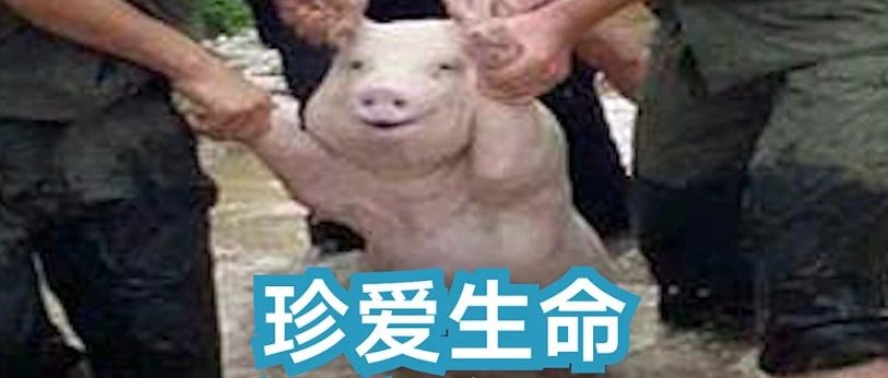 网聊一个月，杀猪盘骗子竟被AI整破防！200万网友大呼震撼