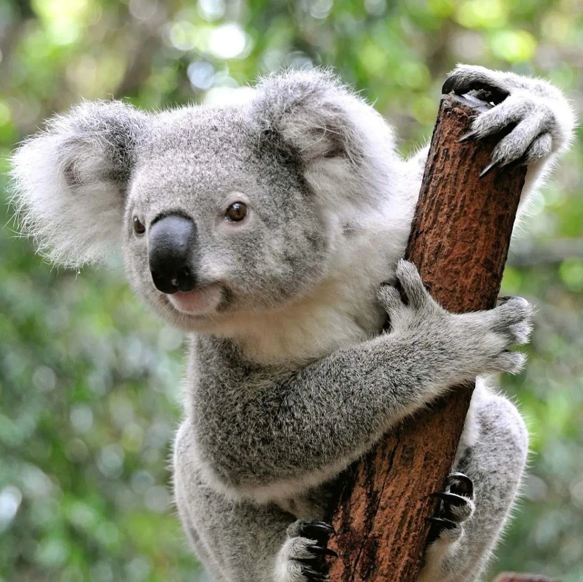 130亿参数，8个A100训练，UC伯克利发布对话模型Koala