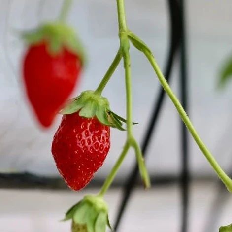 AI种草莓，比最强人类多两倍：首次农业人机大战结束了