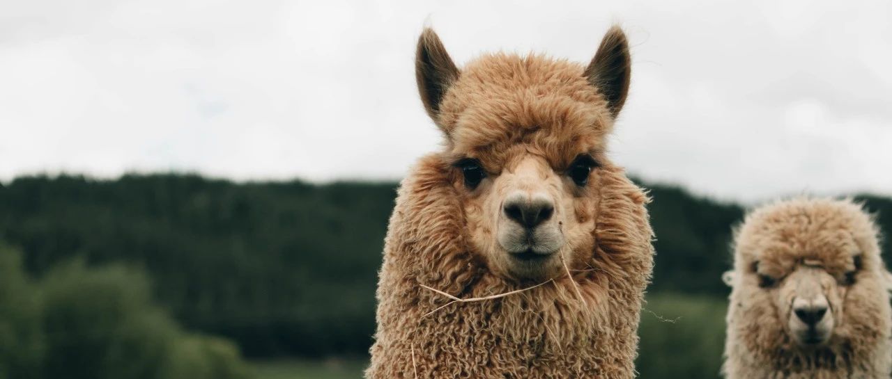 Llama2开源后，国产大模型在卷什么？