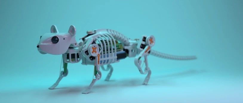 真实再现生物脊柱功能，老鼠机器人也能像杰瑞一样灵活，Science Robotics 发布老鼠机器人最新研究成果