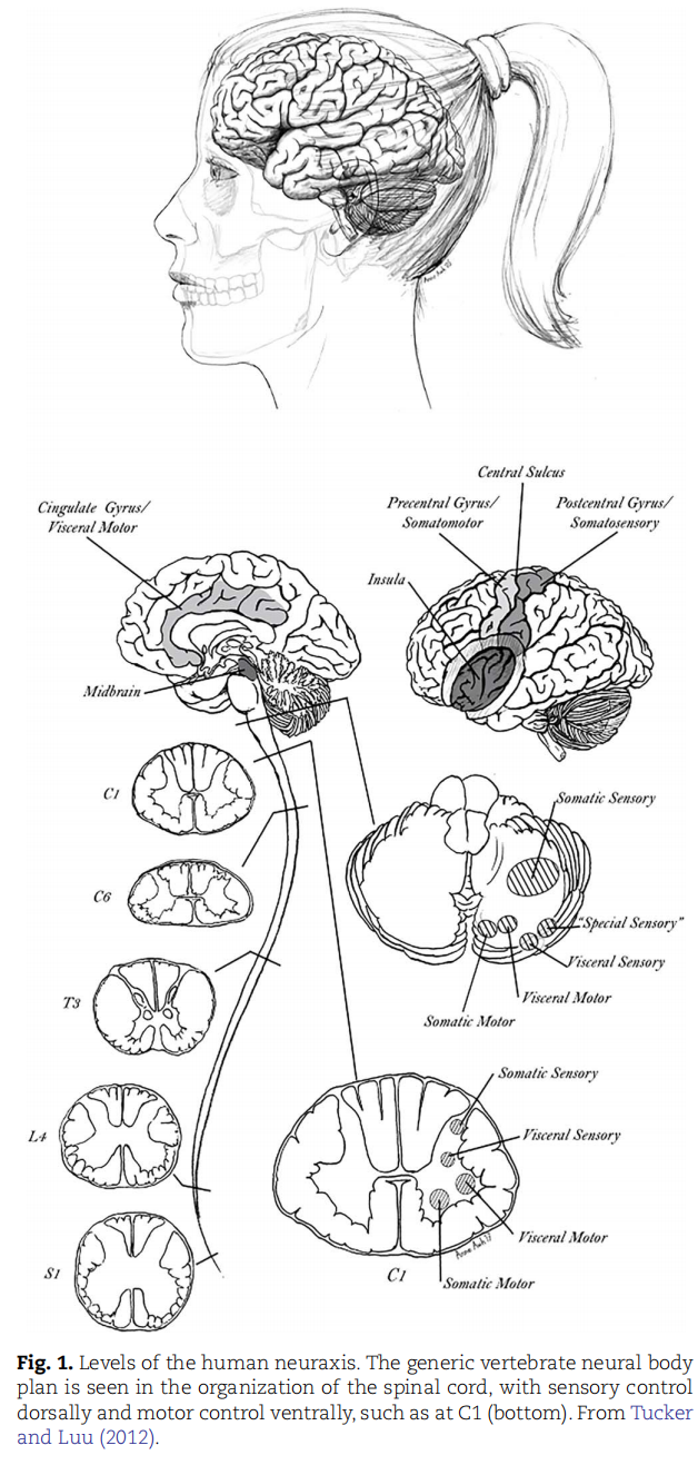 淋巴结的详细结构和功能, image size:628x1326