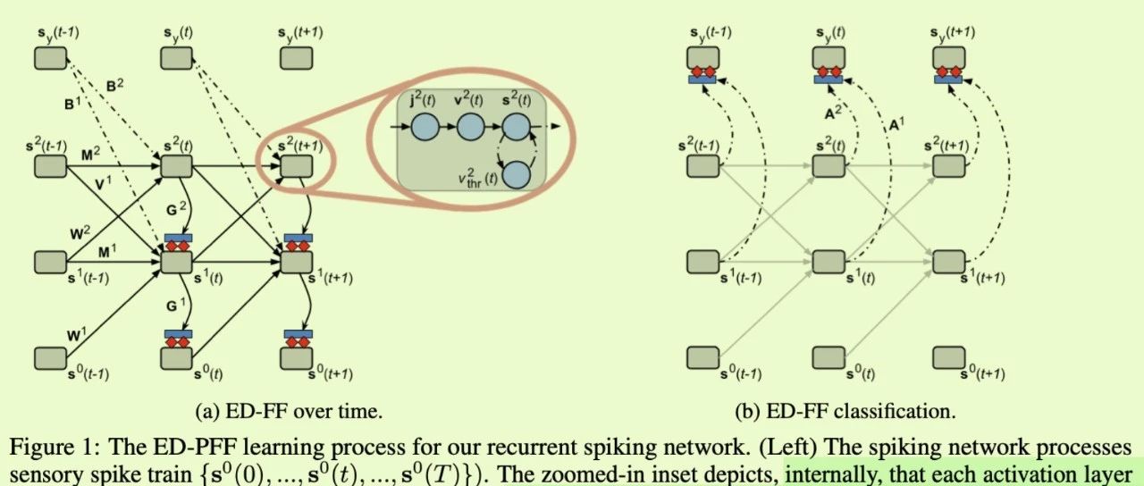 STDP-driven predictive forward-forward algorithm