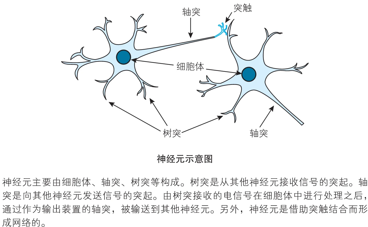 树突轴突胞体符号图片