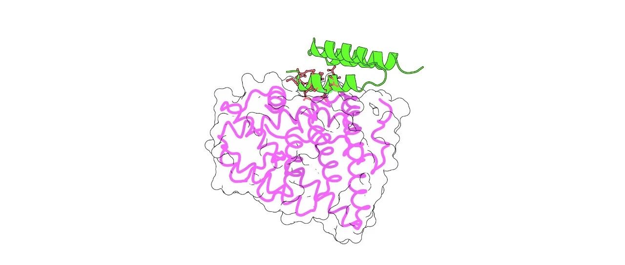 榕树集-Rosetta MotifGraft