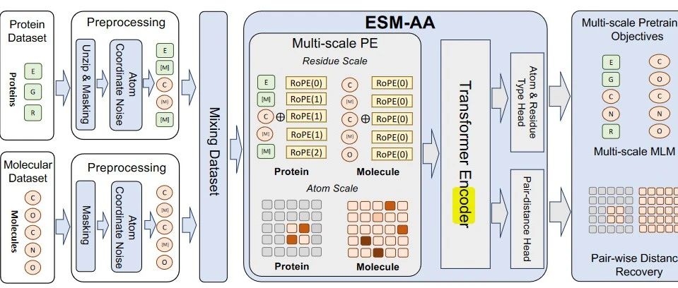 ICML 2024｜用于统一分子建模的多尺度蛋白质语言模型ESM-AA