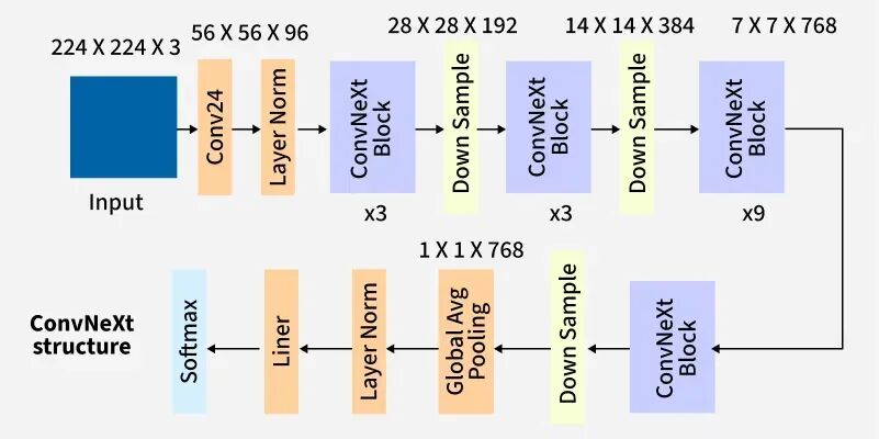 ConvNeXt 架构：层次化设计，4 级特征输出，深度可分离卷积为核心