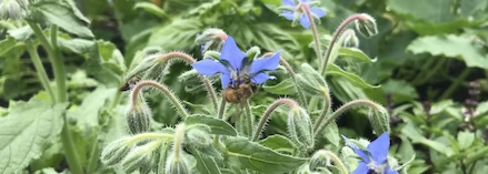 一张缩小了的远古蓝色花卉的头部图像。蜜蜂几乎看不见。