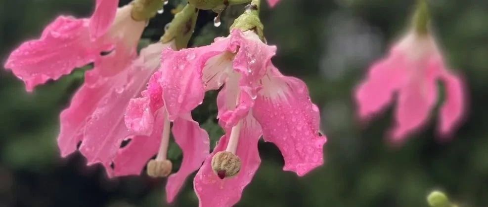庆元宵微信红包封面（赠送红包封面）