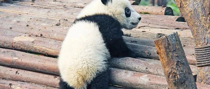 马斯克要求推特程序员写周报，具体到代码行数；刘强东称将末位淘汰部分京东高管；闰秒终于要被取消了！｜ Q资讯