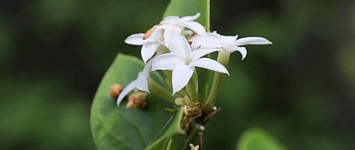 英国皇家植物园采用机器学习预测植物抗疟性，将准确率从 0.46 提升至 0.67