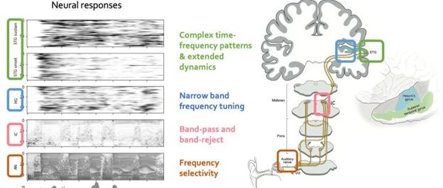 AI语音模型与人脑有多相似？上科大/UCSF/复旦联合团队解析深度语音模型与人脑听觉通路的表征与计算相似性