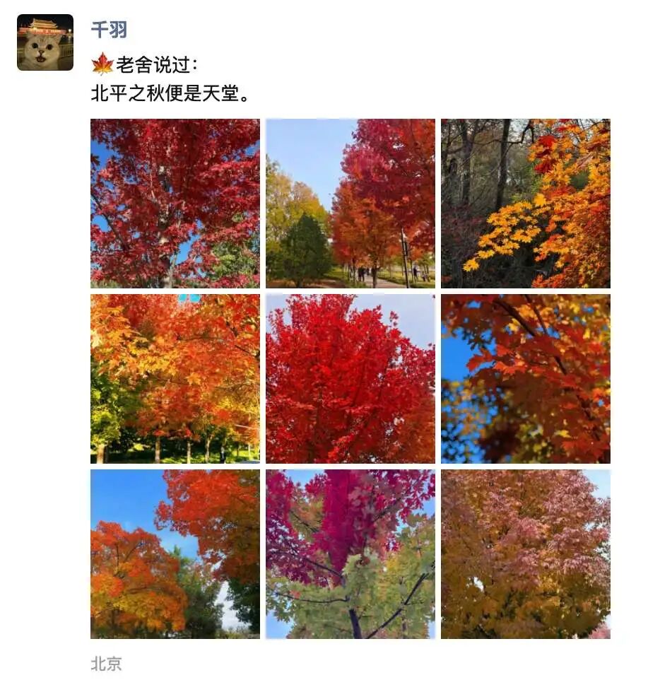 北京的枫叶