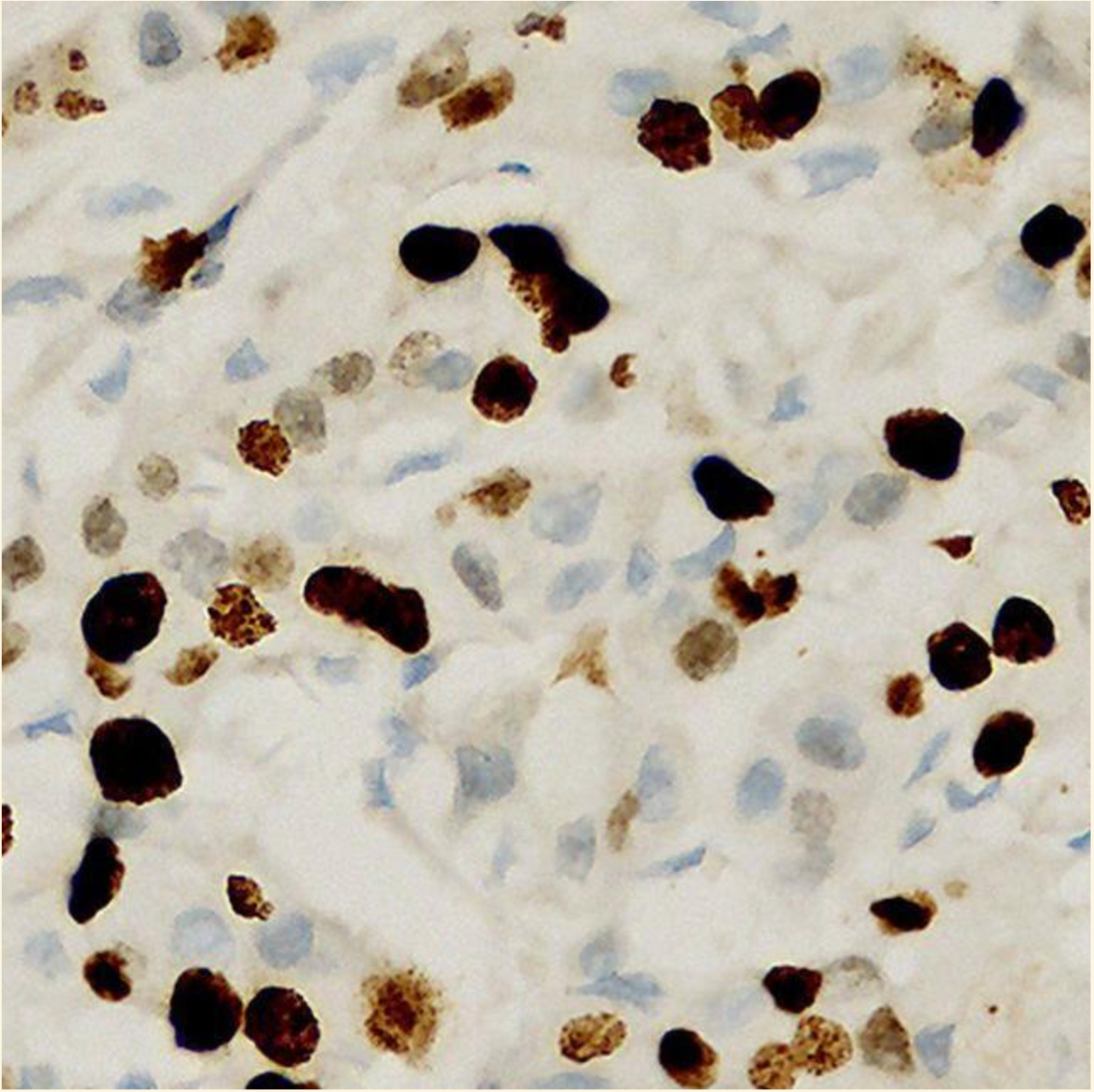 数据集数据图片示例