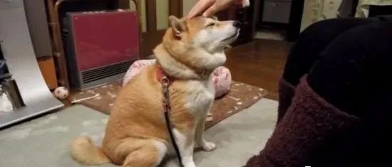 redis驯不好，骑你头上跑