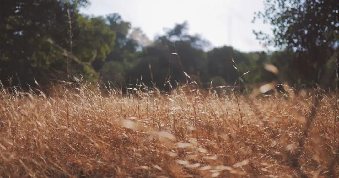 AI时代开发者职业成长