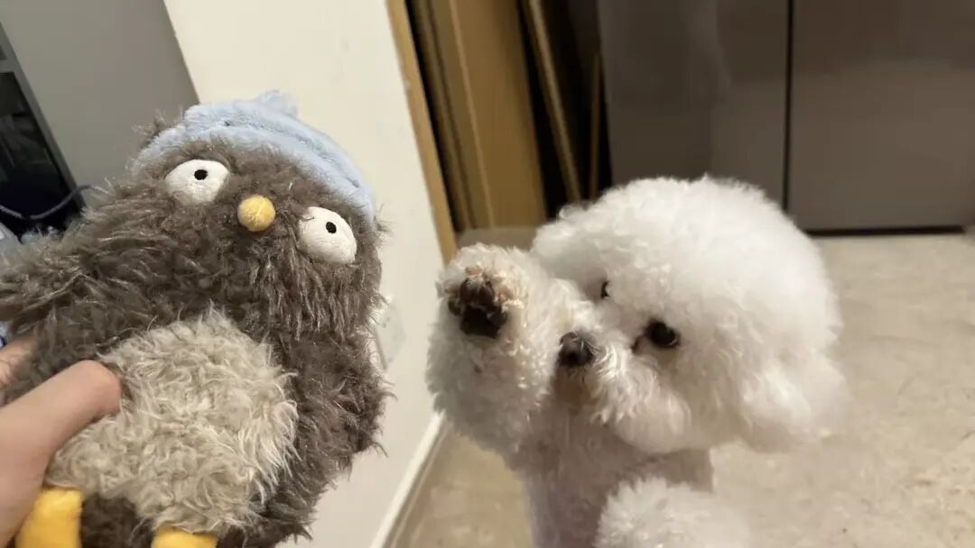 看看可爱狗算了