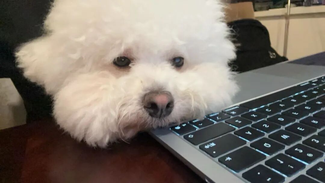 作为全太湖最懂信号链的狗，它说下次它来写
