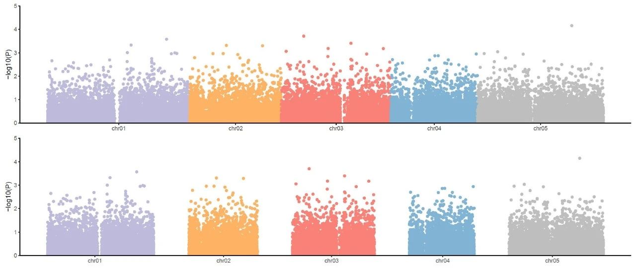 R语言ggplot2绘制曼哈顿图展示GWAS分析的结果
