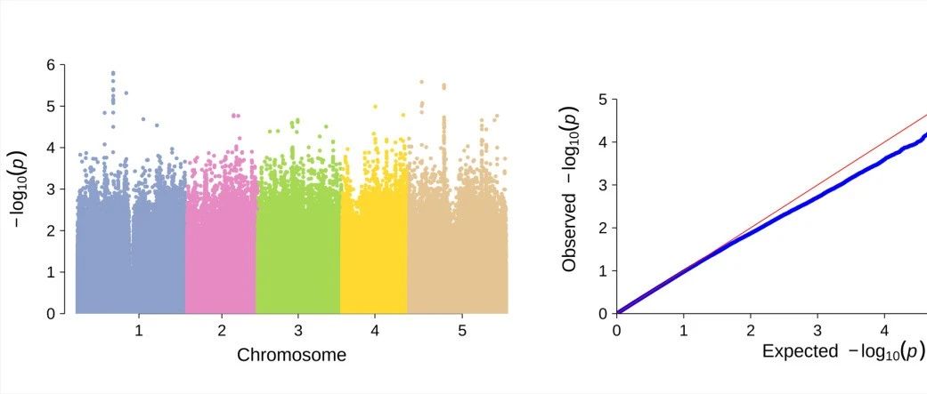 跟着Nature Genetics学GWAS分析：emmax软件gwas分析/qqman包展示结果