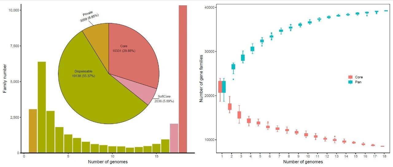 跟着NatureGenetics学作图:R语言ggplot2柱形图/饼图/箱线图展示柑橘泛基因家族分析的结果