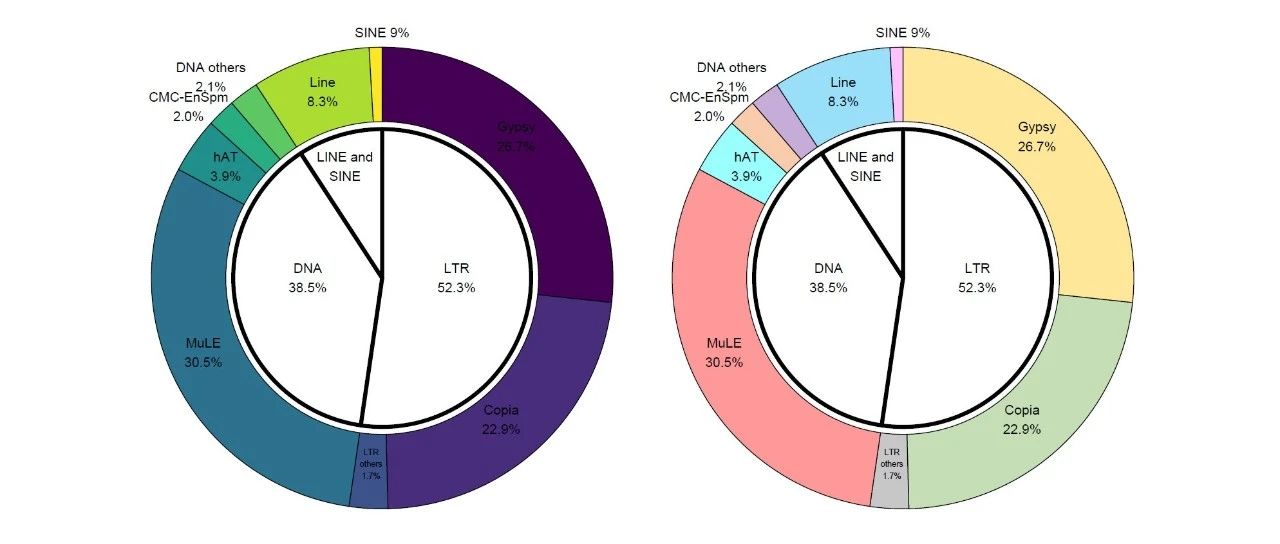 跟着Nature Plants学作图：R语言ggforce做甜甜圈饼图展示基因组中转座子的比例
