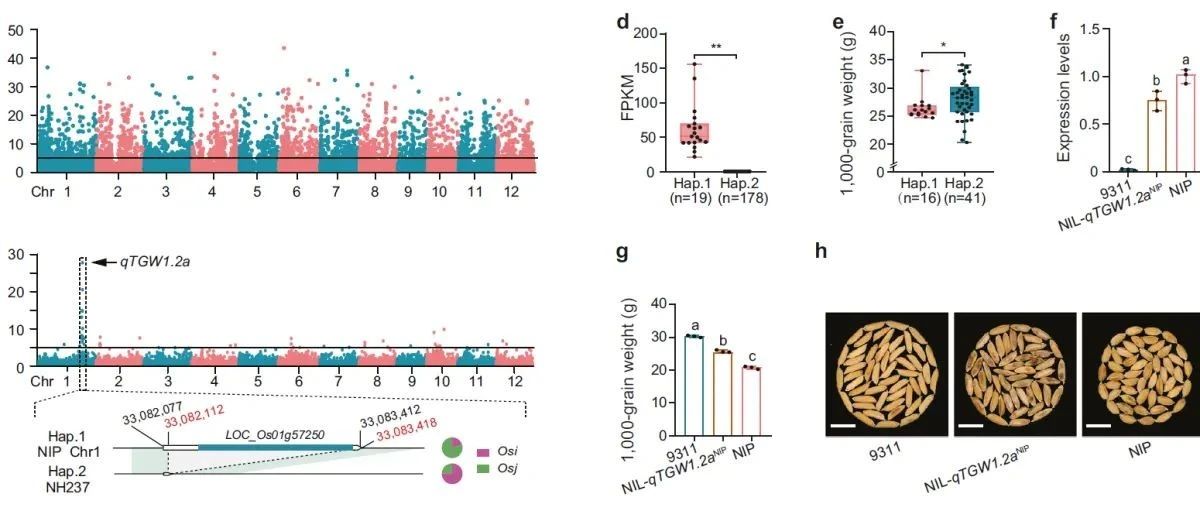 跟着Nature学数据分析：R语言peer包处理RNAseq分析的批次效应