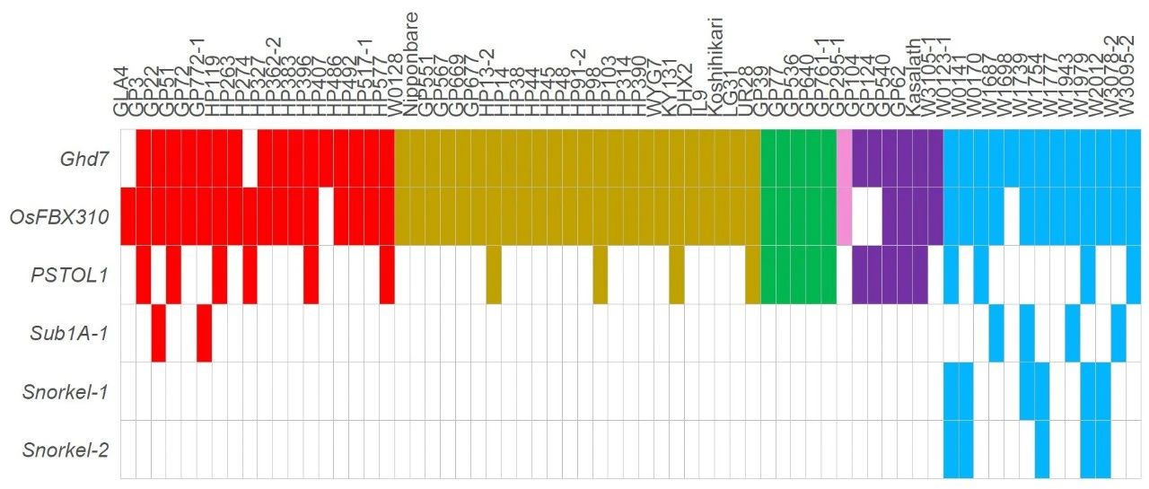 跟着Nature Genetics学做图：R语言ggplot2做热图展示基因存在缺失变异
