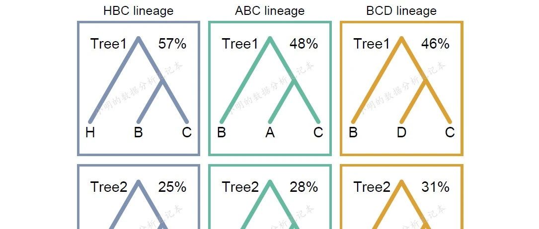 跟着Nature Genetics学作图：R语言ggplot2画图展示基因树的拓扑结构冲突