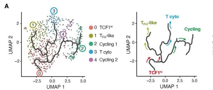 干细胞样CD4+ T细胞判定及分析