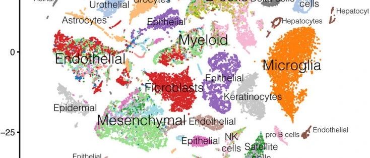 20种小鼠器官的单细胞转录组学研究构建了一个Tabula Muris