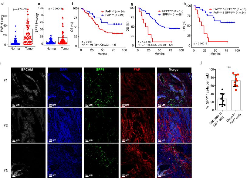 fap fibroblasts 和 spp1 macrophage相關性分析