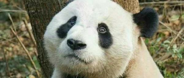 群落构建几个问题