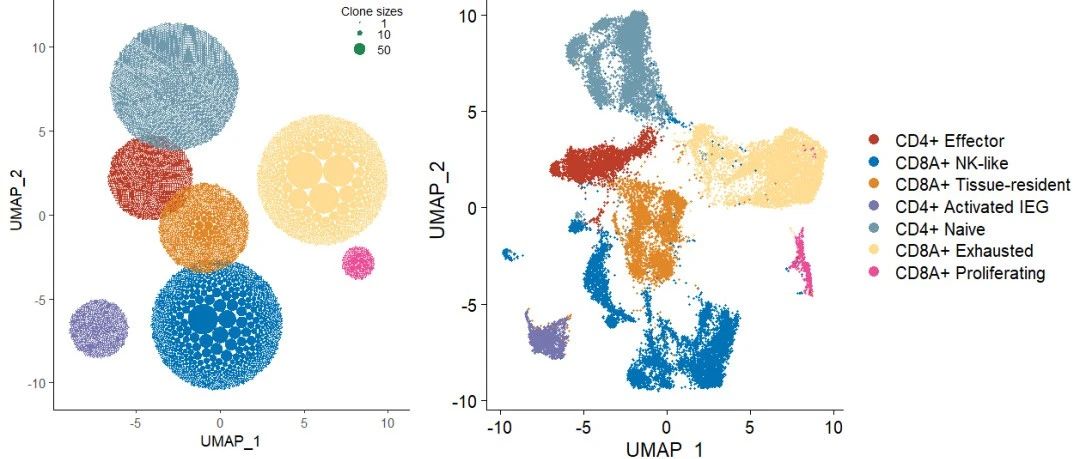 scTCR+scRNA | APackOfTheClones - umap坐标下球形展示celltype的clone size