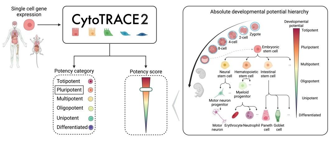 scRNA|R版CytoTRACE v2从0开始完成单细胞分化潜能预测