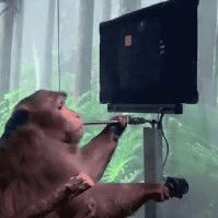 ​马斯克带着 Neuralink 的猴子又来搞事情了