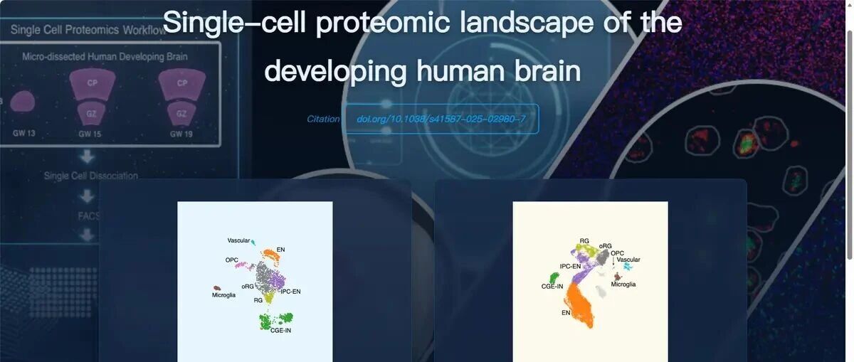 Nature Genetics|发育中人类大脑的单细胞蛋白质组景观
