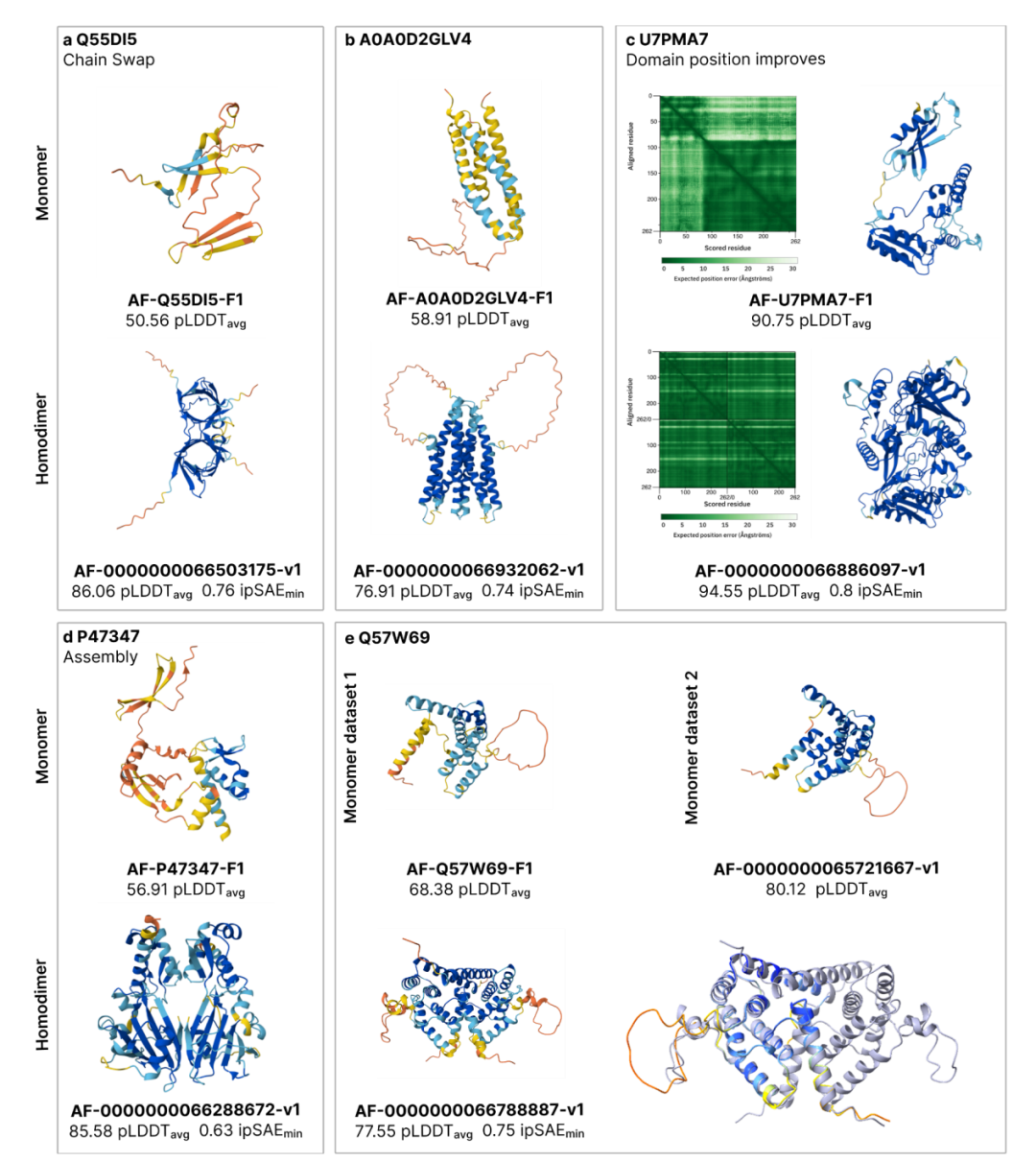 案例研究。Q55DI5(Eaf)展示了一种只在同源二聚体模型中才出现的结构域交换折叠(单体 pLDDT 50.56 vs 二聚体 pLDDT 86.06)。A0A0D2GLV4 等蛋白质的二聚化预测改善了膜边界的结构定义。