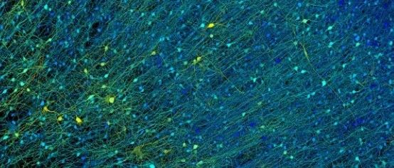 Trends in Cell Biology | 细胞动力学研究中的机遇与挑战