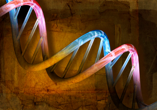Cell Death Discov. | snoRNAs在生物过程中的功能和机制以及在肿瘤病理生理中的作用
