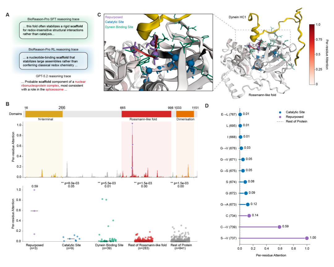 CFAP61 案例。（A）推理轨迹对比。（B）结构域架构与注意力富集分析，注意力在退化催化位点处显著高于其余区域。（C）冷冻电镜轴丝结构中 Rossmann 结构域的近景，退化残基（紫色）恰位于 dynein 重链 1 结合界面。
