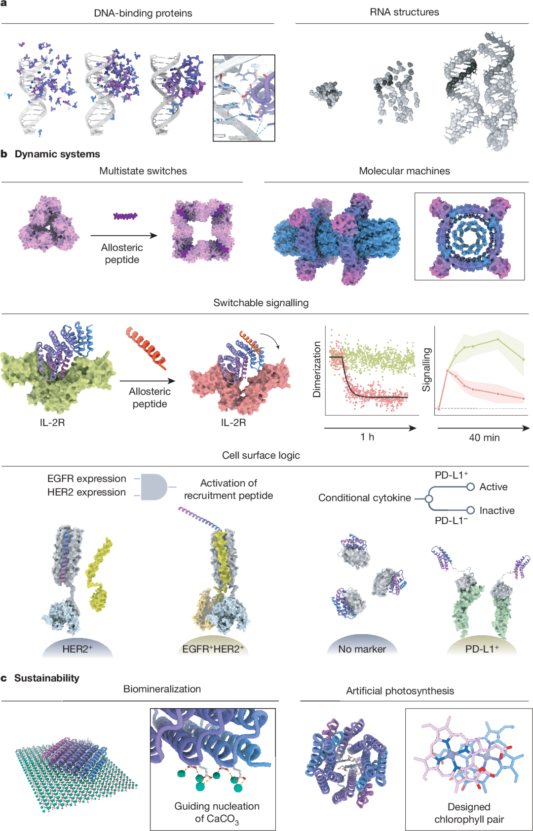 Fig. 4: Design of proteins with new functions.