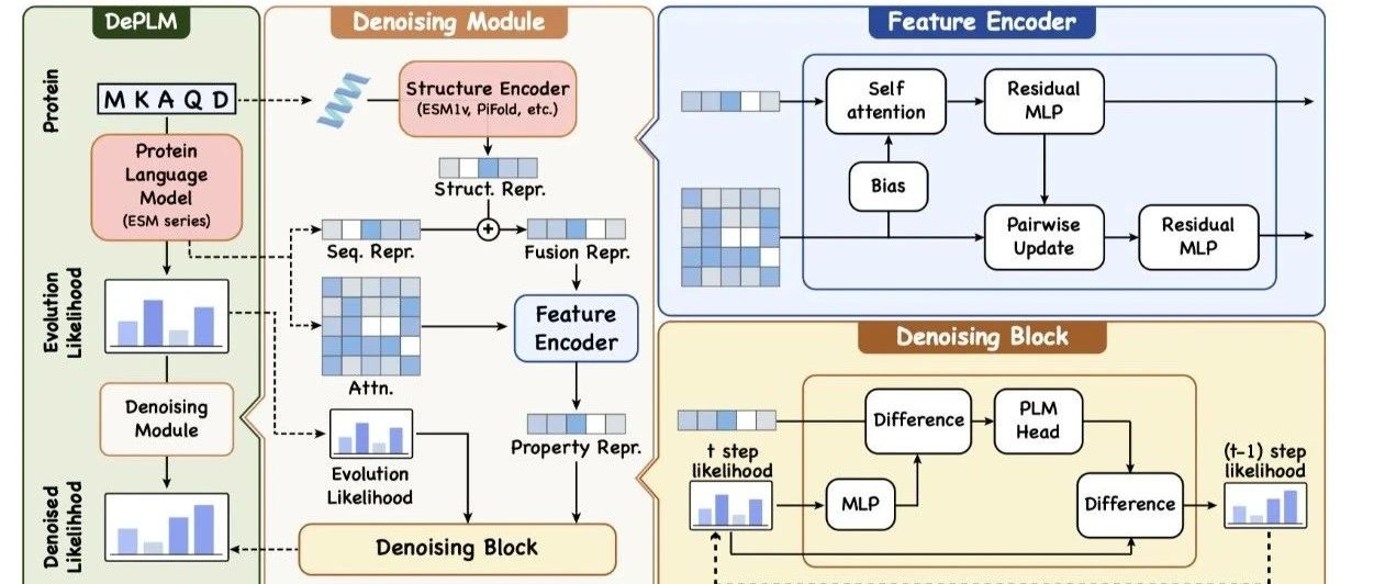 NeurIPS 2024 | DePLM: 用扩散去噪过程帮助大模型进行蛋白质优化