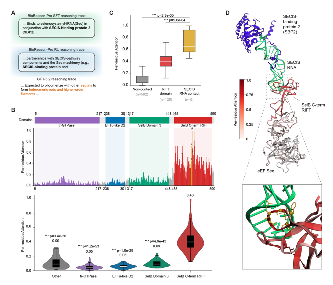 eEFSec 案例分析。（A）BioReason-Pro SFT、RL 和 GPT-5.2 的推理轨迹对比。（B）结构域架构与残基级注意力。（C）注意力在 SECIS RNA 接触残基处显著富集。（D）将注意力投射到冷冻电镜硒体结构上，高注意力表面精确覆盖 RIFT 结构域的 SECIS 结合界面。