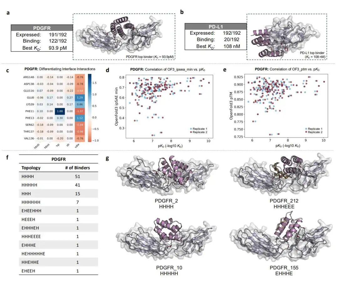 PDGFR 与 PD-L1 结合物设计的体外结果