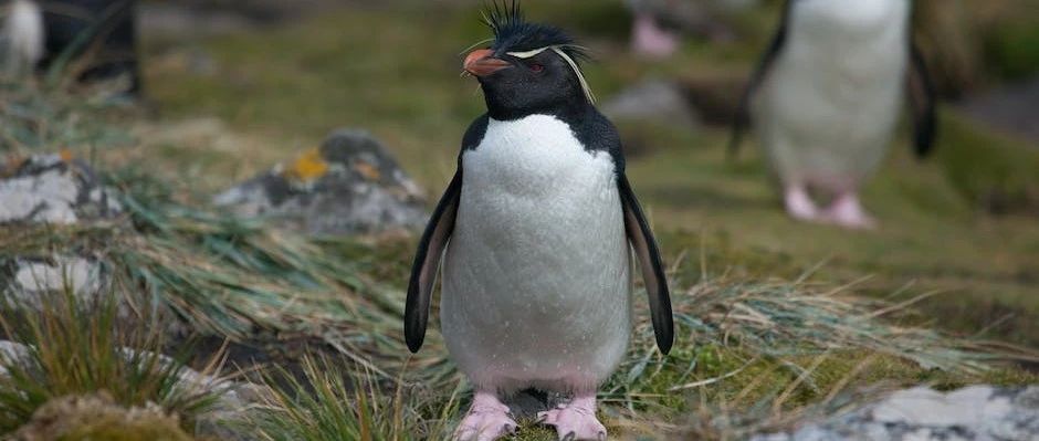 Linux标准I/O库